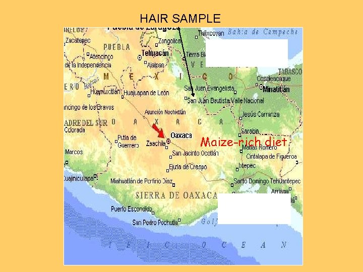 HAIR SAMPLE Maize-rich diet 