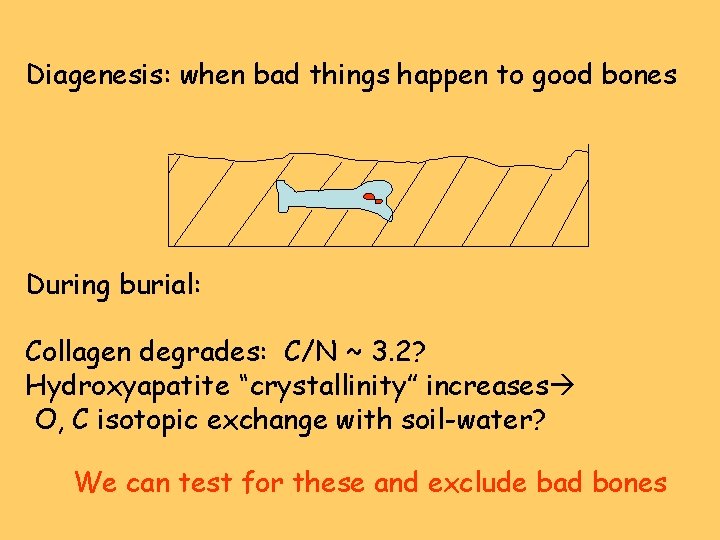 Diagenesis: when bad things happen to good bones During burial: Collagen degrades: C/N ~