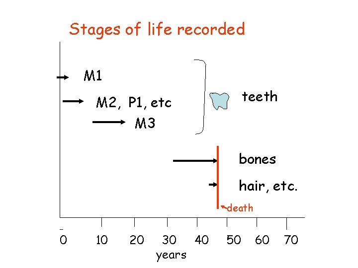 Stages of life recorded M 1 teeth M 2, P 1, etc M 3