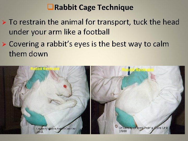 q. Rabbit Cage Technique To restrain the animal for transport, tuck the head under