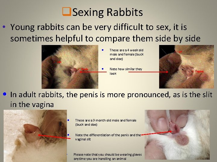 q. Sexing Rabbits • Young rabbits can be very difficult to sex, it is