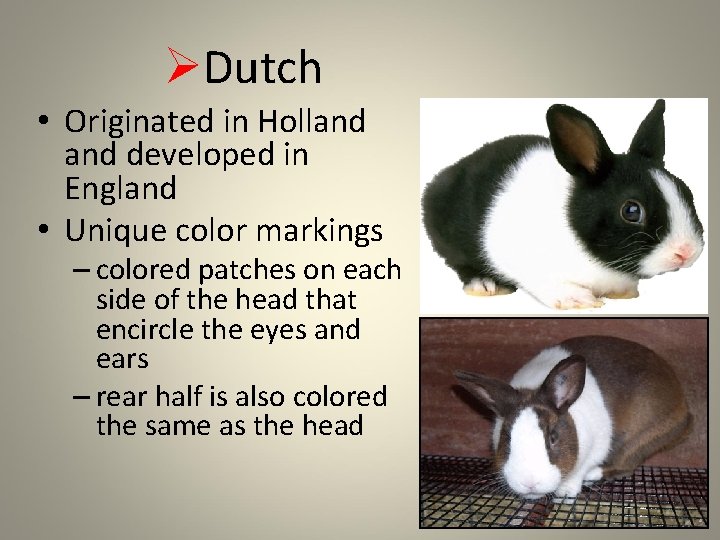 ØDutch • Originated in Holland developed in England • Unique color markings – colored