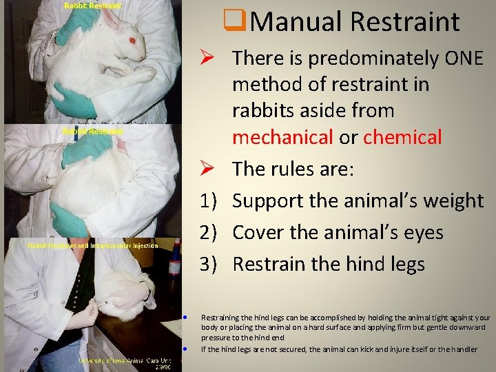 q. Manual Restraint Ø There is predominately ONE method of restraint in rabbits aside