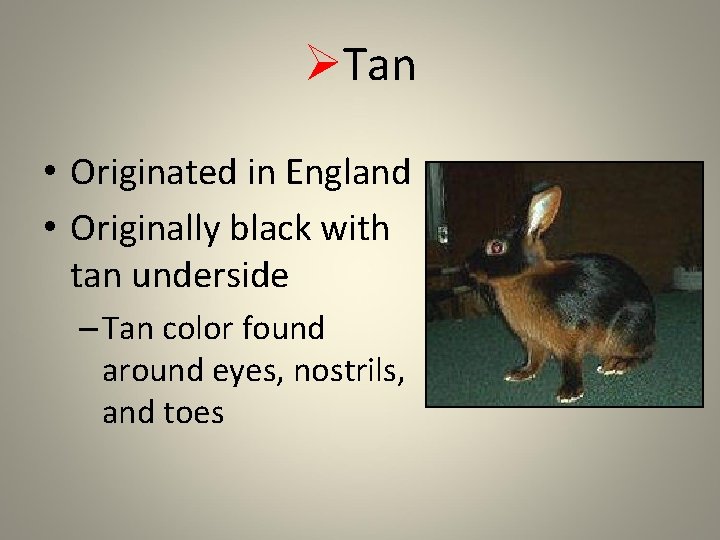 ØTan • Originated in England • Originally black with tan underside – Tan color