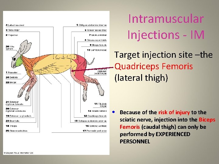 Intramuscular Injections - IM • Target injection site –the Quadriceps Femoris (lateral thigh) •