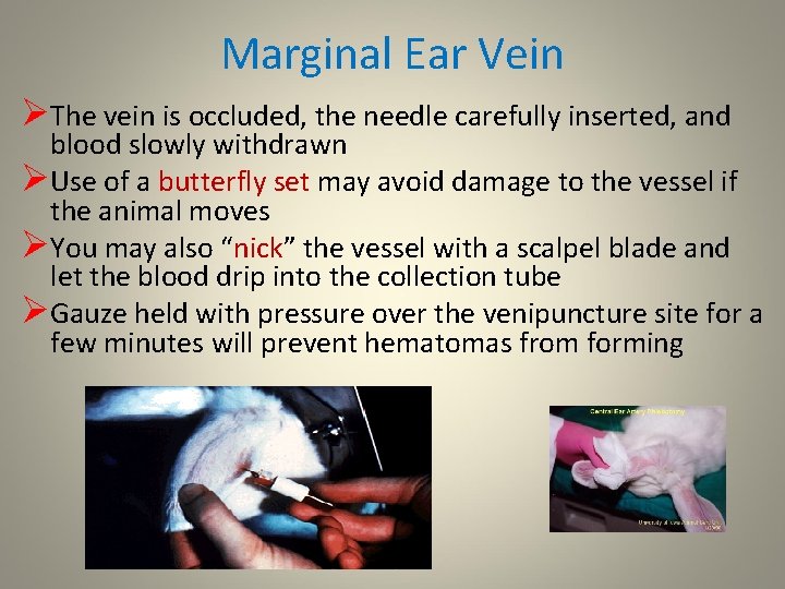 Marginal Ear Vein ØThe vein is occluded, the needle carefully inserted, and blood slowly