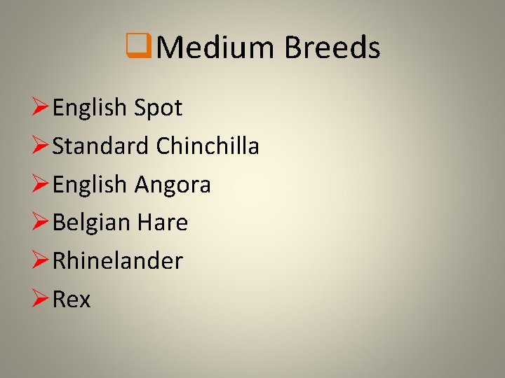 q. Medium Breeds ØEnglish Spot ØStandard Chinchilla ØEnglish Angora ØBelgian Hare ØRhinelander ØRex 