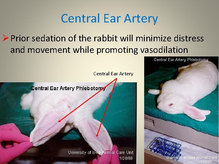 Central Ear Artery Ø Prior sedation of the rabbit will minimize distress and movement