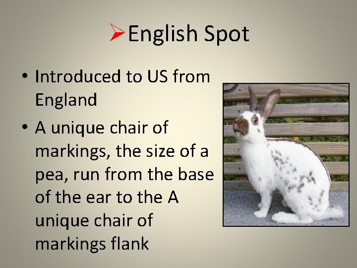 ØEnglish Spot • Introduced to US from England • A unique chair of markings,