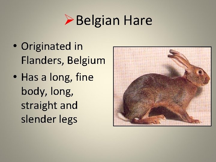 ØBelgian Hare • Originated in Flanders, Belgium • Has a long, fine body, long,