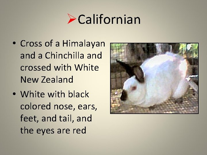 ØCalifornian • Cross of a Himalayan and a Chinchilla and crossed with White New