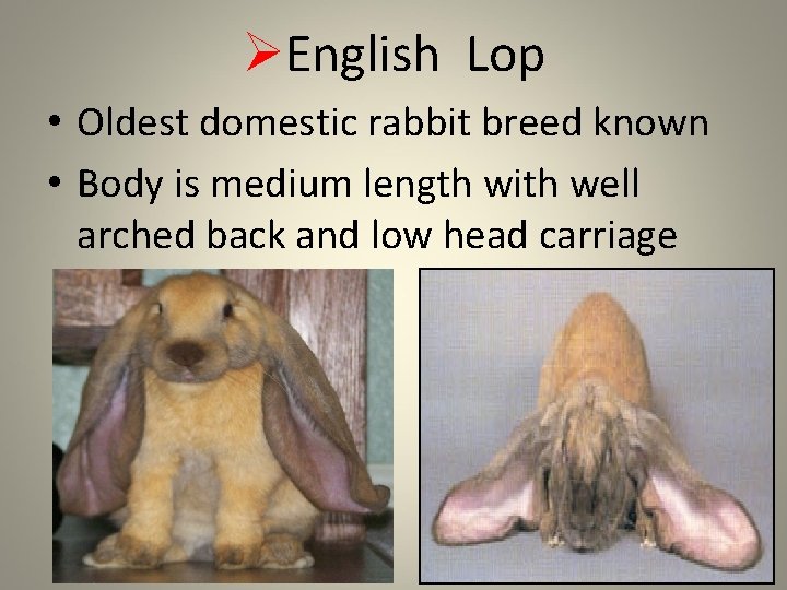 ØEnglish Lop • Oldest domestic rabbit breed known • Body is medium length with