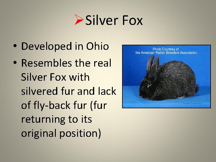 ØSilver Fox • Developed in Ohio • Resembles the real Silver Fox with silvered