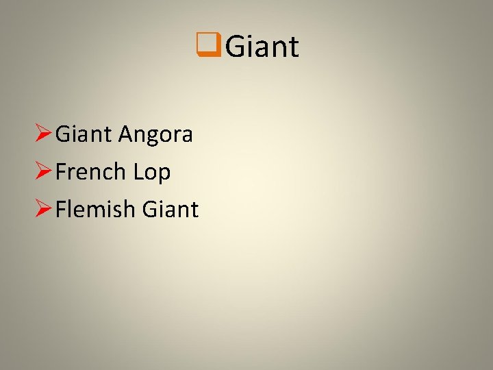 q. Giant ØGiant Angora ØFrench Lop ØFlemish Giant 