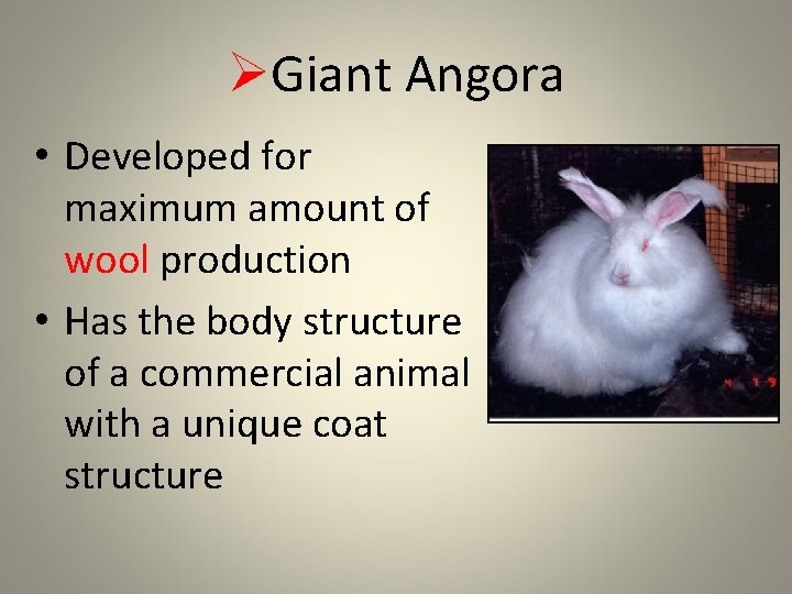 ØGiant Angora • Developed for maximum amount of wool production • Has the body