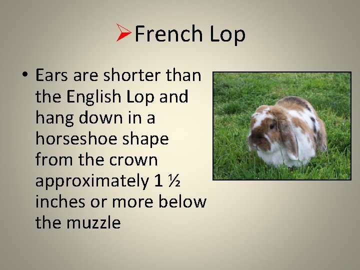 ØFrench Lop • Ears are shorter than the English Lop and hang down in