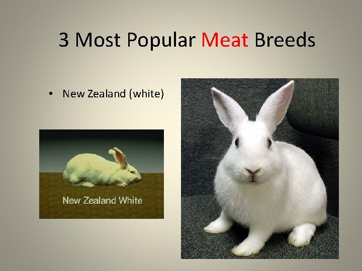 3 Most Popular Meat Breeds • New Zealand (white) 