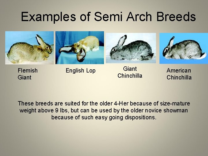 Examples of Semi Arch Breeds Flemish Giant English Lop Giant Chinchilla American Chinchilla These