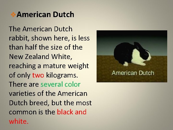 v. American Dutch The American Dutch rabbit, shown here, is less than half the
