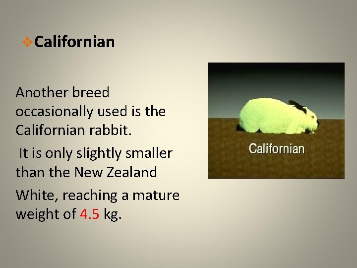 v. Californian Another breed occasionally used is the Californian rabbit. It is only slightly