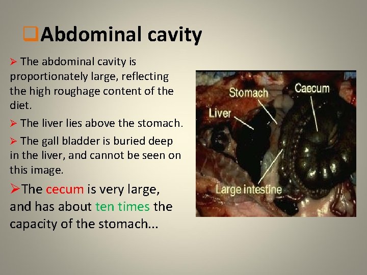 q. Abdominal cavity Ø The abdominal cavity is proportionately large, reflecting the high roughage