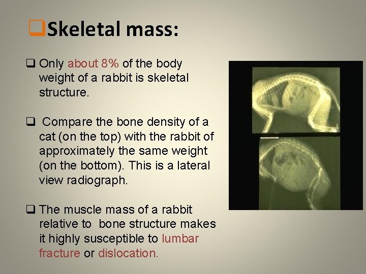 q. Skeletal mass: q Only about 8% of the body weight of a rabbit