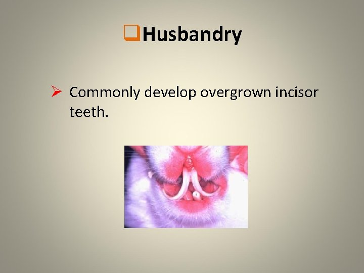 q. Husbandry Ø Commonly develop overgrown incisor teeth. 