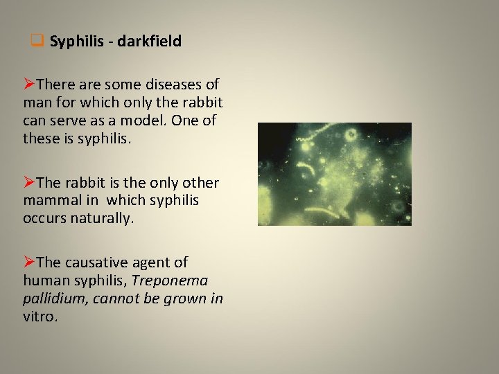 q Syphilis - darkfield ØThere are some diseases of man for which only the