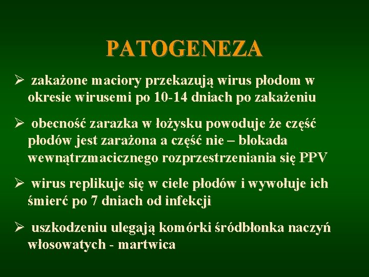 PATOGENEZA Ø zakażone maciory przekazują wirus płodom w okresie wirusemi po 10 -14 dniach