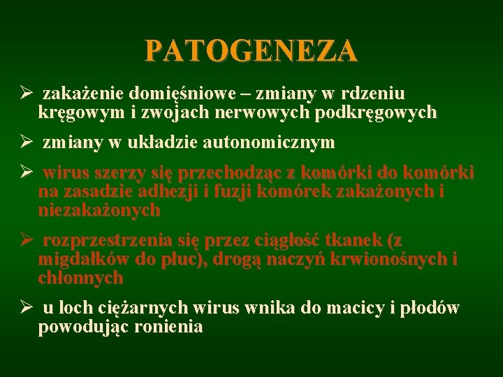 PATOGENEZA Ø zakażenie domięśniowe – zmiany w rdzeniu kręgowym i zwojach nerwowych podkręgowych Ø