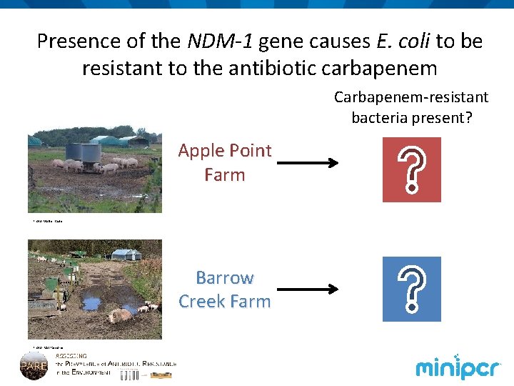 Presence of the NDM-1 gene causes E. coli to be resistant to the antibiotic