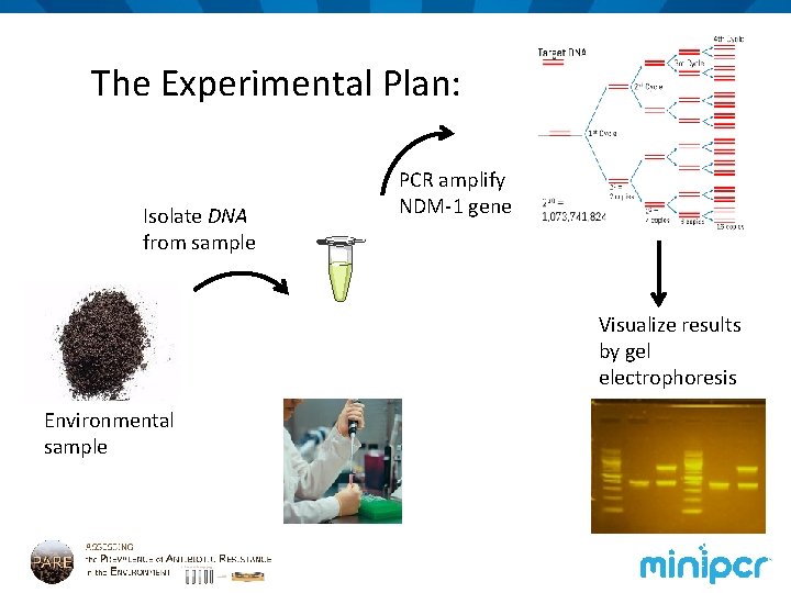 The Experimental Plan: Isolate DNA from sample PCR amplify NDM-1 gene Visualize results by