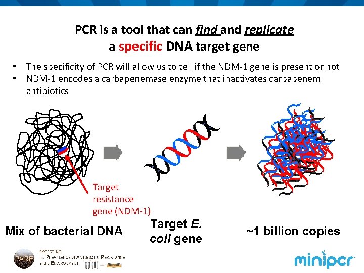 PCR is a tool that can find and replicate a specific DNA target gene