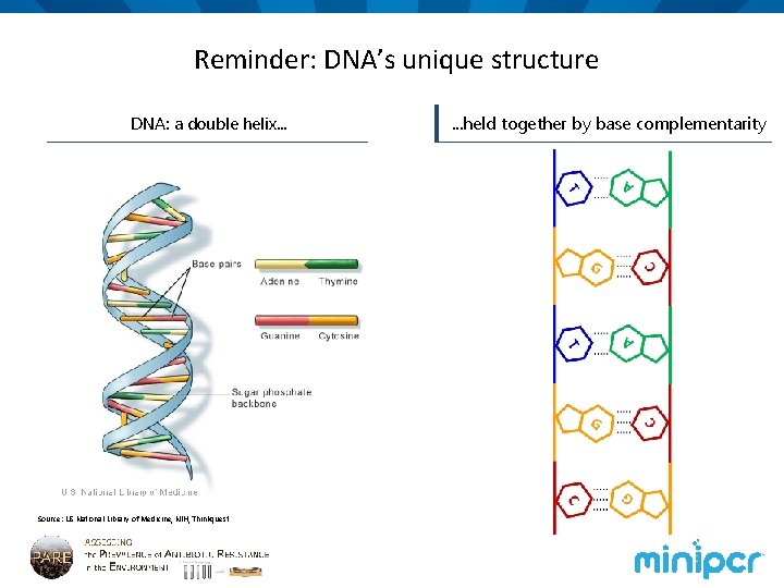 Reminder: DNA’s unique structure DNA: a double helix. . . Source: US National Library