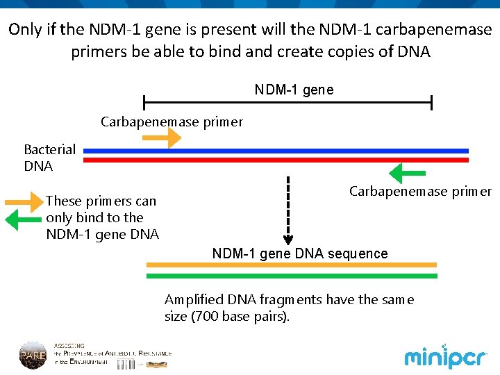 Only if the NDM-1 gene is present will the NDM-1 carbapenemase primers be able