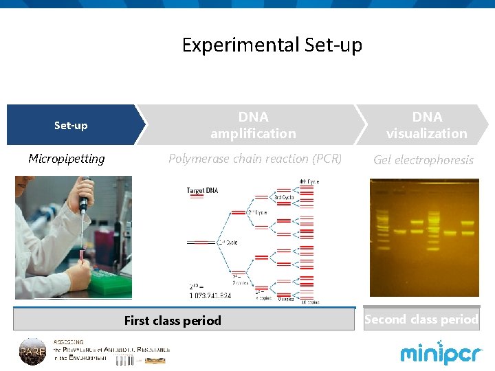 Experimental Set-up Micropipetting DNA amplification DNA visualization Polymerase chain reaction (PCR) Gel electrophoresis First