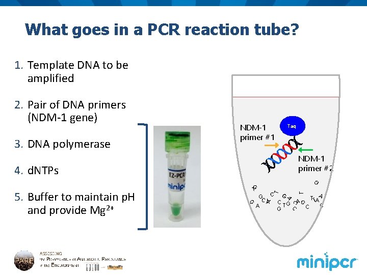 What goes in a PCR reaction tube? 1. Template DNA to be amplified 2.