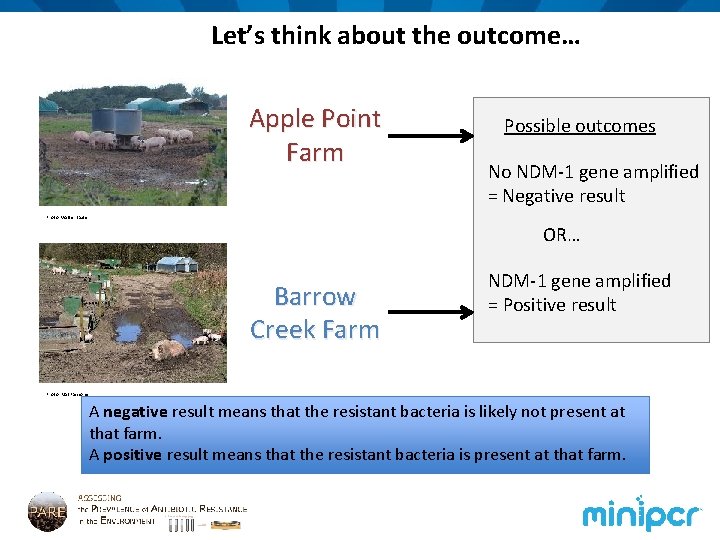 Let’s think about the outcome… Apple Point Farm Possible outcomes No NDM-1 gene amplified