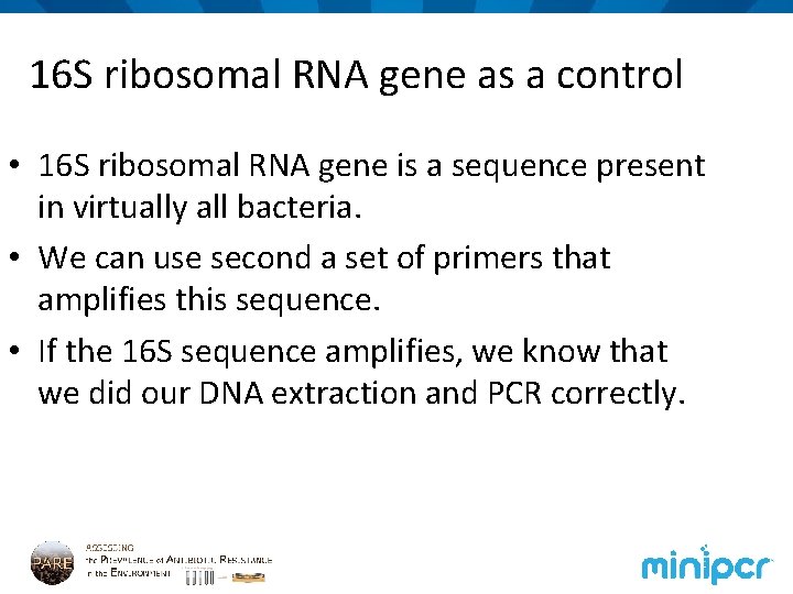 16 S ribosomal RNA gene as a control • 16 S ribosomal RNA gene