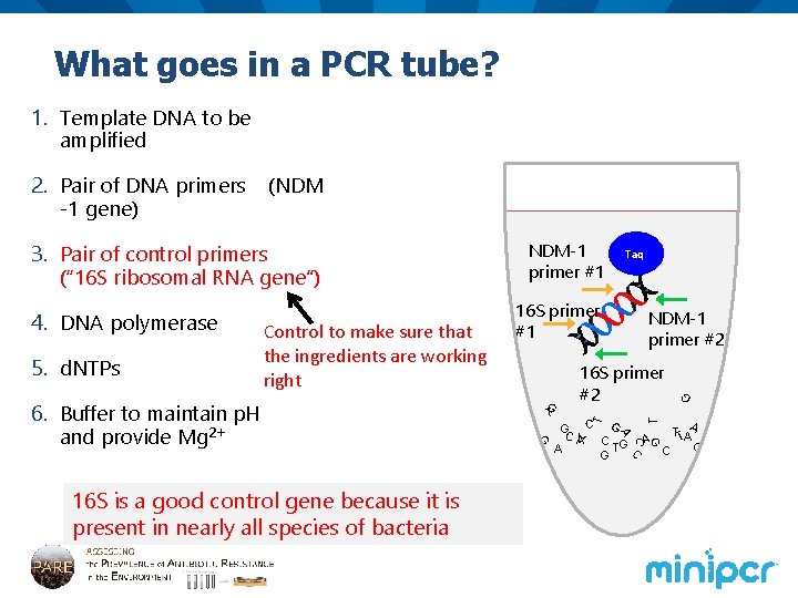 What goes in a PCR tube? 1. Template DNA to be amplified (NDM 16