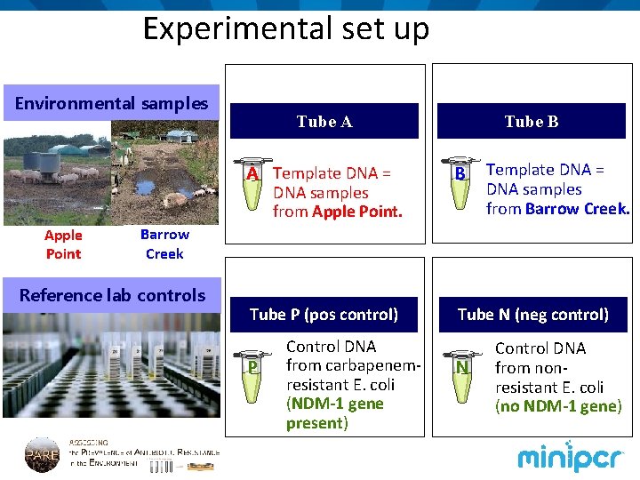 Experimental set up Environmental samples Apple Point Tube B Tube A Template DNA =
