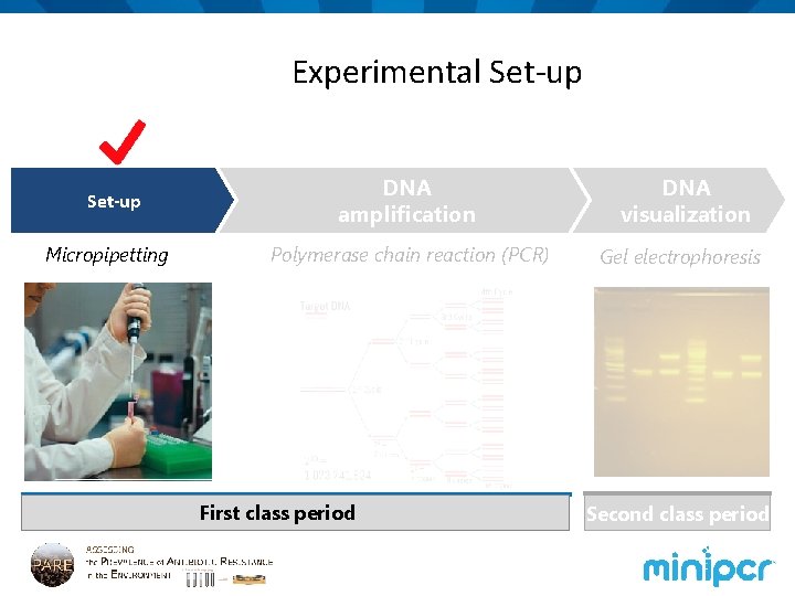 Experimental Set-up Micropipetting DNA amplification DNA visualization Polymerase chain reaction (PCR) Gel electrophoresis First