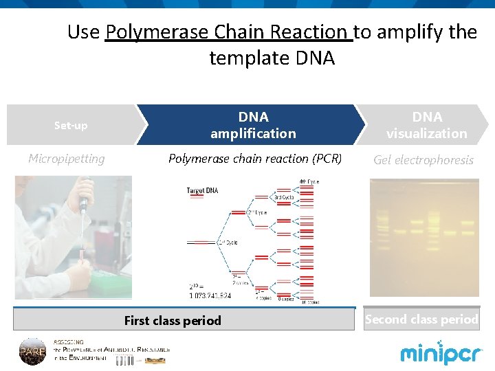 Use Polymerase Chain Reaction to amplify the template DNA Set-up Micropipetting DNA amplification DNA