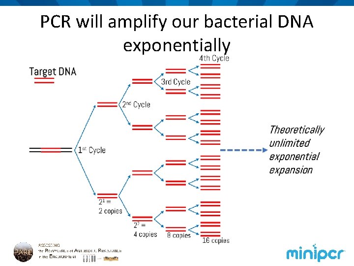 PCR will amplify our bacterial DNA exponentially 