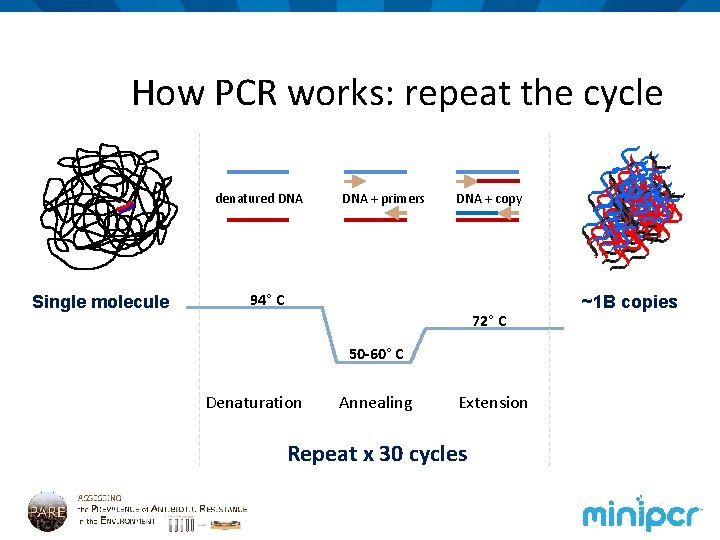 How PCR works: repeat the cycle denatured DNA Single molecule DNA + primers DNA