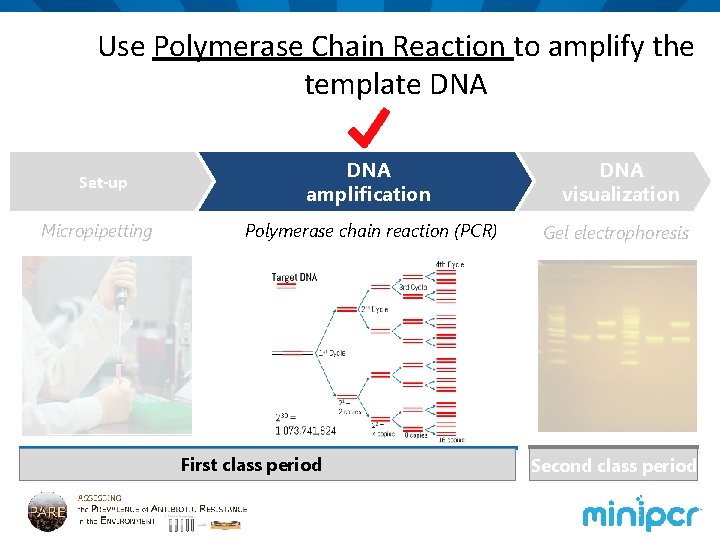 Use Polymerase Chain Reaction to amplify the template DNA Set-up Micropipetting DNA amplification DNA