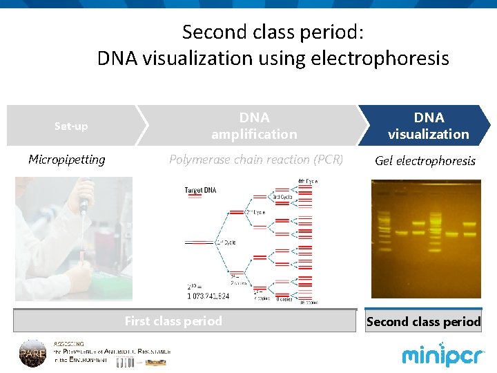 Second class period: DNA visualization using electrophoresis Set-up Micropipetting DNA amplification DNA visualization Polymerase