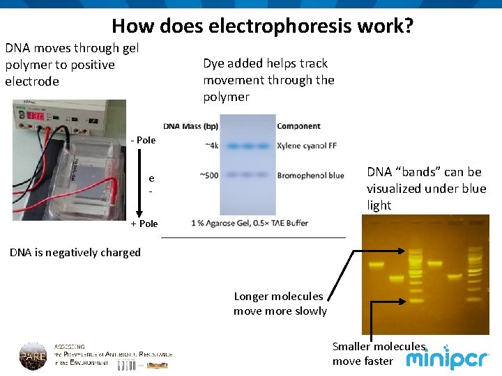 How does electrophoresis work? DNA moves through gel polymer to positive electrode Dye added