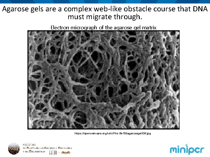 Agarose gels are a complex web-like obstacle course that DNA must migrate through. Electron