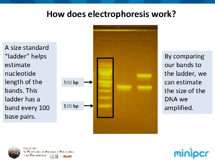 How does electrophoresis work? A size standard “ladder” helps estimate nucleotide length of the